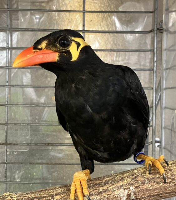 九官鳥（キュウカンチョウ）