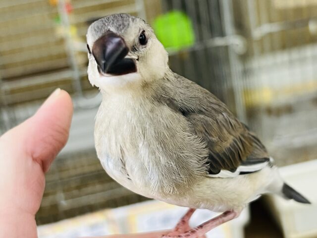 10/17更新☆まだまだ赤ちゃん♡慣れ慣れ桜文鳥🌸