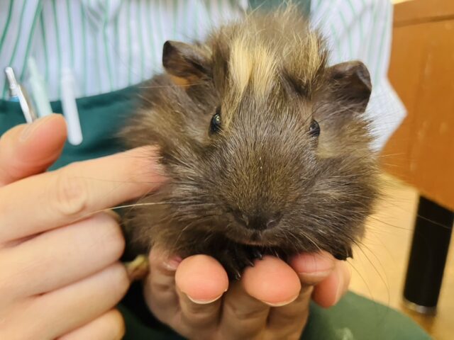 どんどん懐いてくれそうです❤︎* ॑꒳ ॑* かわいいアビシニアンモルモットさん男のコ🌟♂