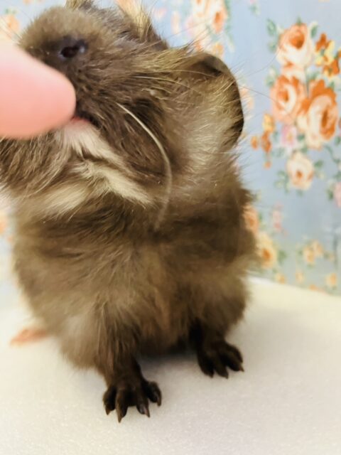 アビシニアンモルモット