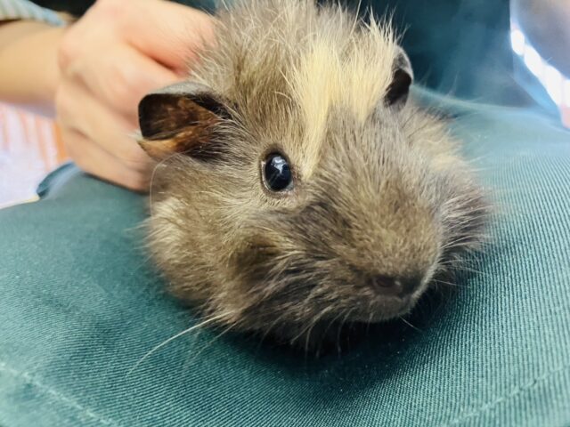 アビシニアンモルモット