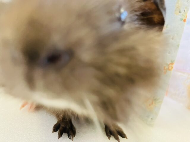 アビシニアンモルモット