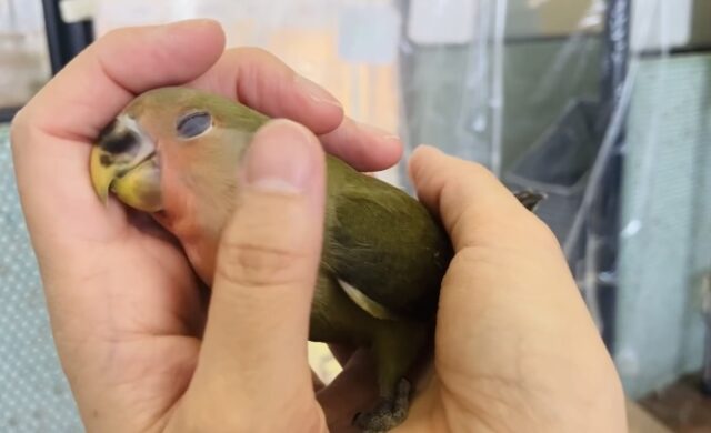 コザクラインコ（小桜インコ）