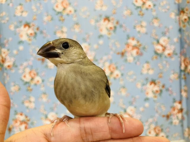 ヒナご飯卒業❢❢🎓この姿は今だけ❤︎*ˊᵕˋ かわいい桜文鳥ヒナちゃん🐾🦜