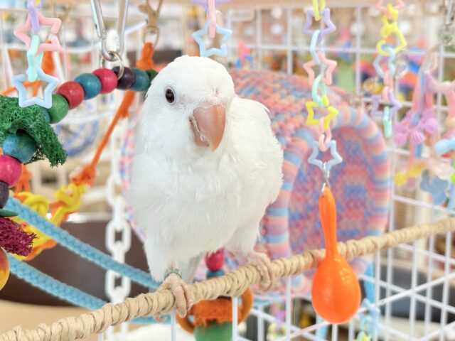 オキナインコ