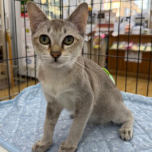 声が特徴的🌟ご飯、人、遊ぶの大好き超甘ったれ❣️シンガプーラの男のコきました✨