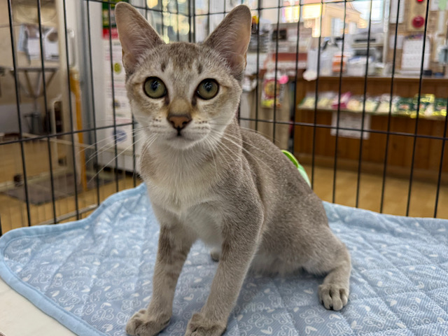 声が特徴的🌟ご飯、人、遊ぶの大好き超甘ったれ❣️シンガプーラの男のコきました✨