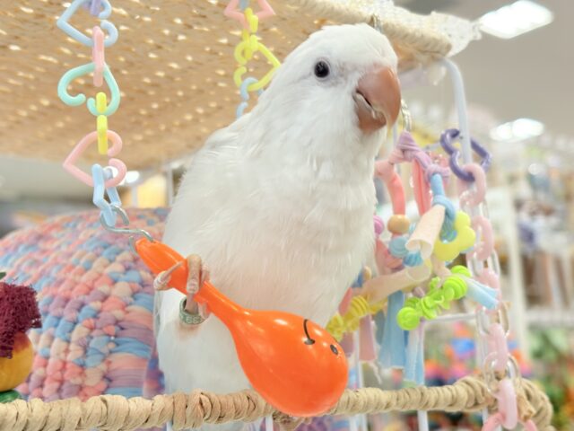 オキナインコ