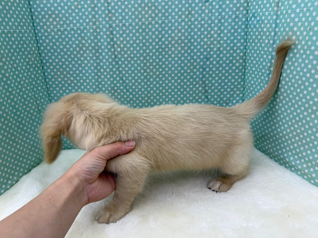 ミニチュアダックス