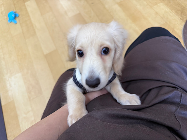 ミニチュアダックス