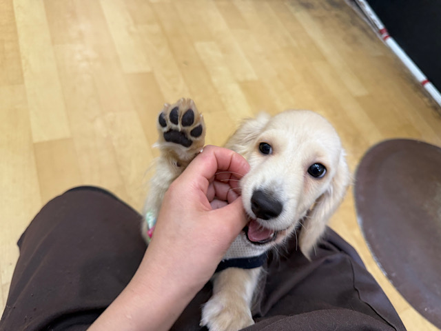 ミニチュアダックス