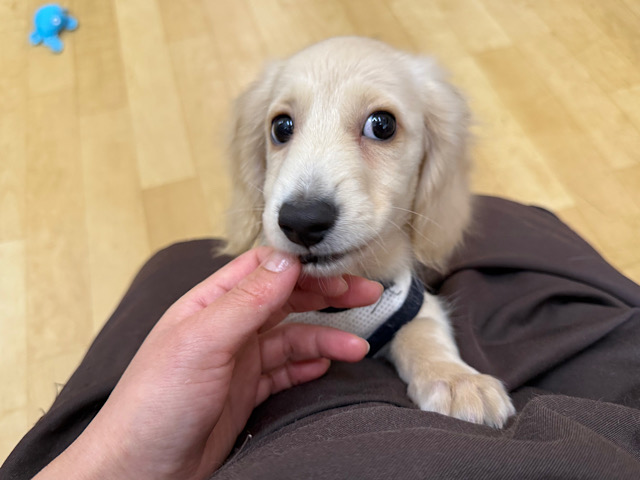 ミニチュアダックス