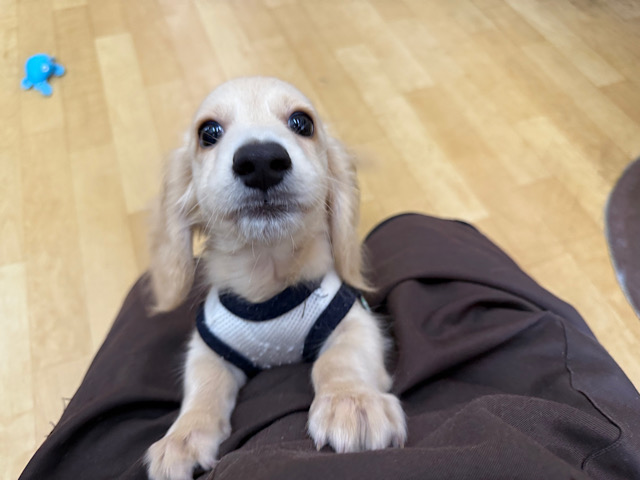 ミニチュアダックス