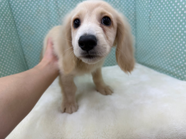 ミニチュアダックス