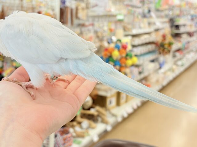 オキナインコ