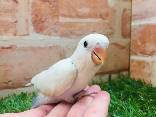 美しいコザクラちゃんがやってきましたよ~🌟 コザクラインコ(パリッドバイオレットシナモン) コザクラインコ(小桜インコ)