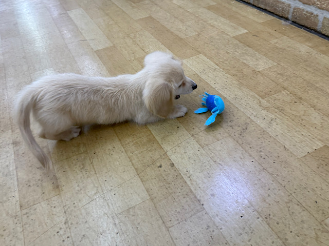 ミニチュアダックス