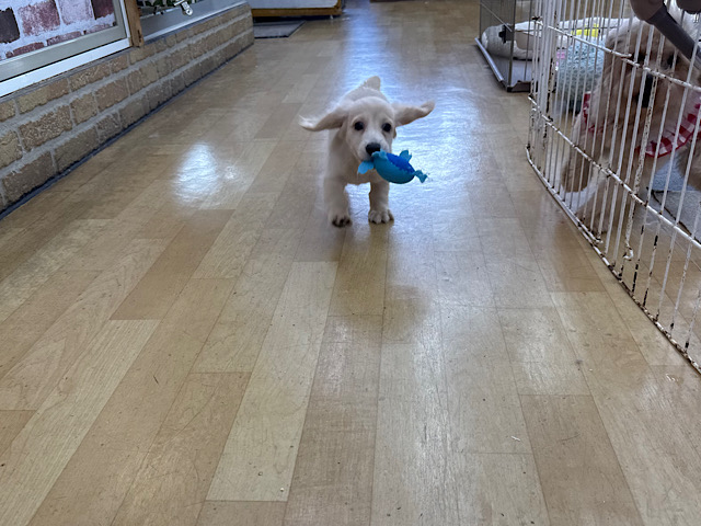 ミニチュアダックス