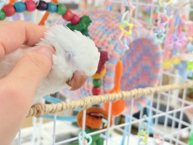 オキナインコ