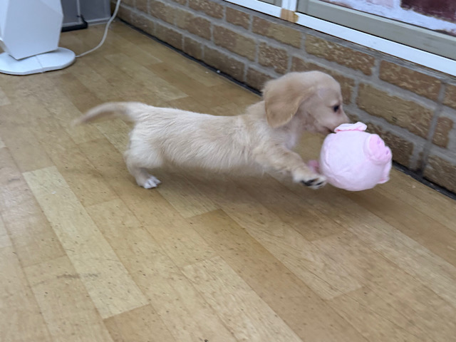 ミニチュアダックス