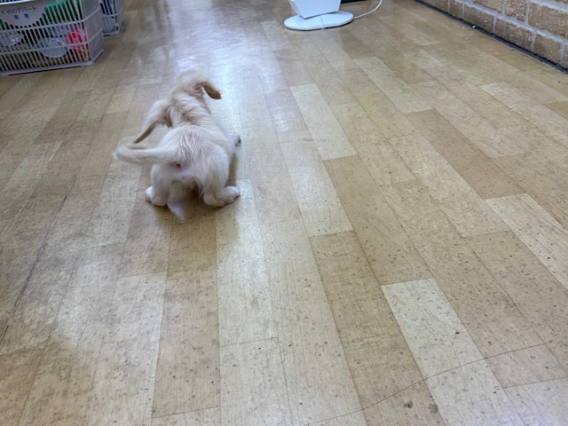 ミニチュアダックス