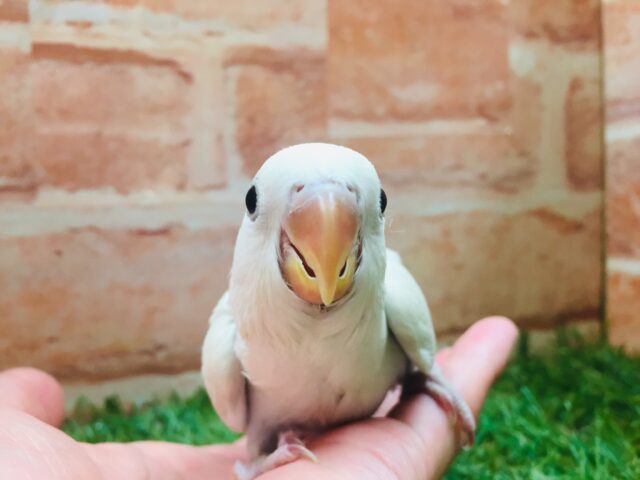 美しいコザクラちゃんがやってきましたよ~🌟 コザクラインコ(パリッドバイオレットシナモン) コザクラインコ(小桜インコ)