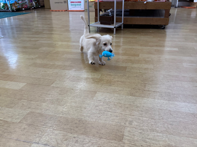 ミニチュアダックス