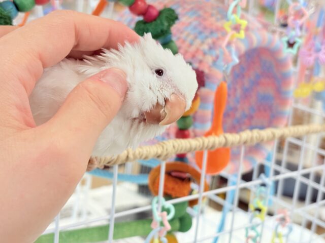 オキナインコ