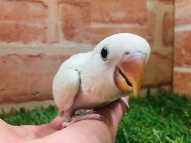 美しいコザクラちゃんがやってきましたよ~🌟 コザクラインコ(パリッドバイオレットシナモン) コザクラインコ(小桜インコ)