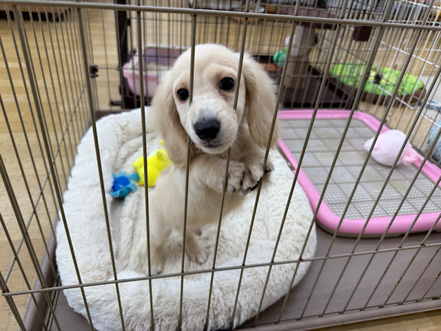 ミニチュアダックス