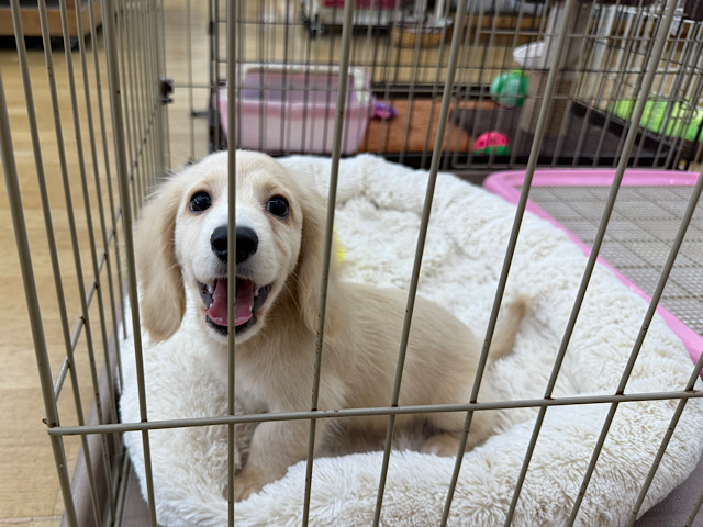 ミニチュアダックス