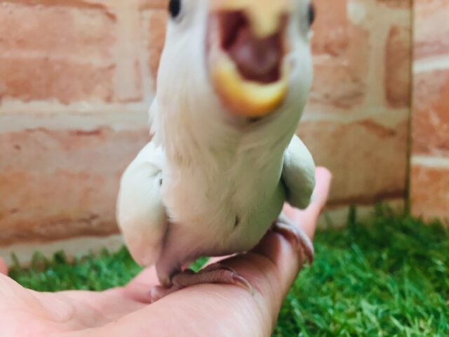 美しいコザクラちゃんがやってきましたよ~🌟 コザクラインコ(パリッドバイオレットシナモン) コザクラインコ(小桜インコ)