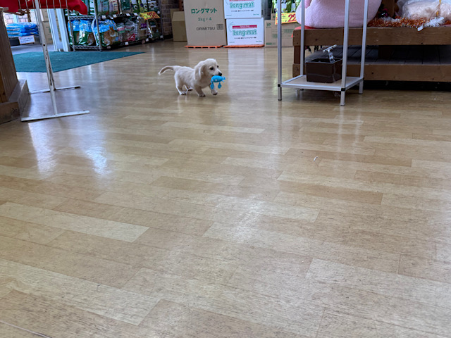 ミニチュアダックス