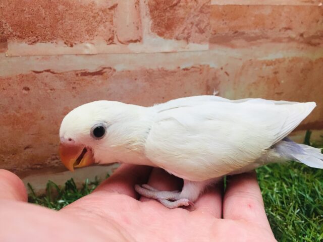 美しいコザクラちゃんがやってきましたよ~🌟 コザクラインコ(パリッドバイオレットシナモン) コザクラインコ(小桜インコ)