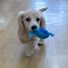 全力で甘えるぞぉ💗遊ぶのが大好きなミニチュアダックスの男のコきました🐾