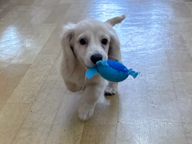 全力で甘えるぞぉ💗遊ぶのが大好きなミニチュアダックスの男のコきました🐾