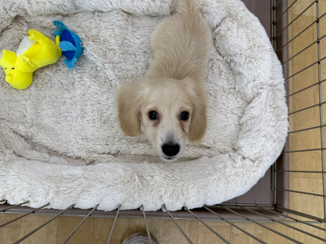 ミニチュアダックス