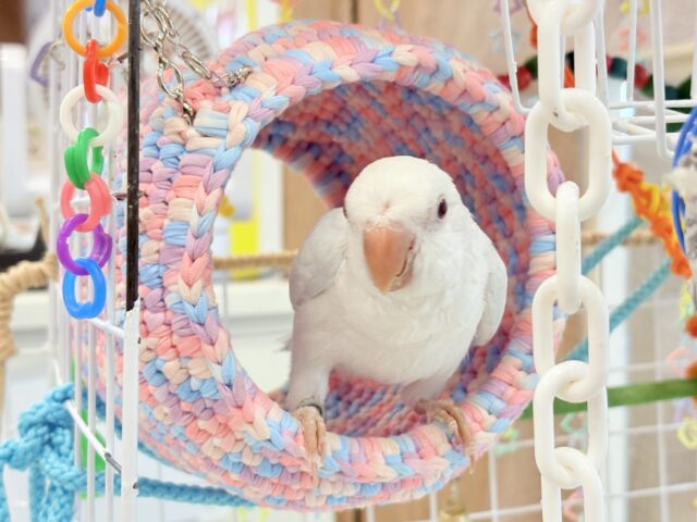 オキナインコ