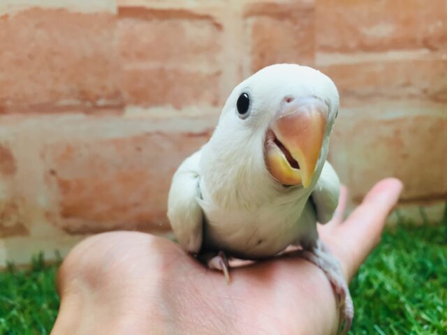 美しいコザクラちゃんがやってきましたよ~🌟 コザクラインコ(パリッドバイオレットシナモン) コザクラインコ(小桜インコ)