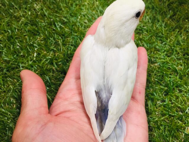 美しいコザクラちゃんがやってきましたよ~🌟 コザクラインコ(パリッドバイオレットシナモン) コザクラインコ(小桜インコ)