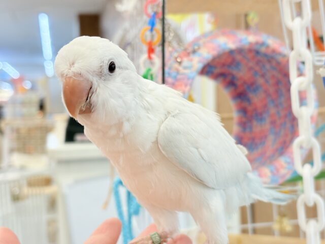 オキナインコ