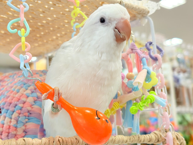 【最新画像更新🪄ひとり餌‪になりました☆】透明感たっぷり〜🫧どんぐりアイスブルー🌰🧊オキナインコ(ブルーパリドイノオパーリン) ヒナ