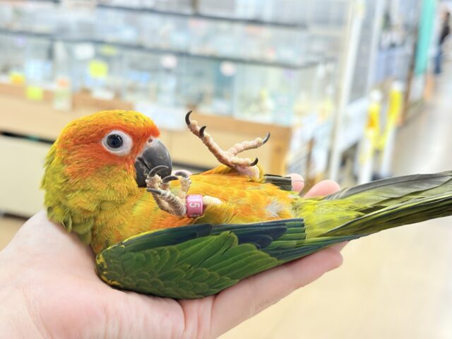 コガネメキシコインコ