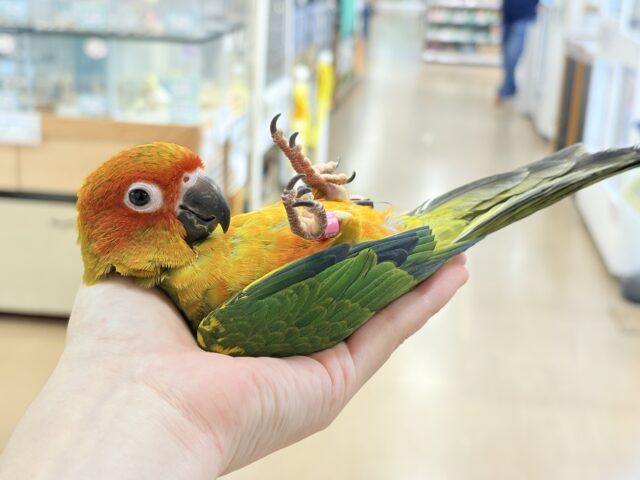 コガネメキシコインコ