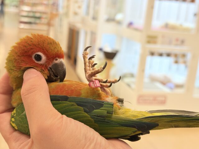 コガネメキシコインコ