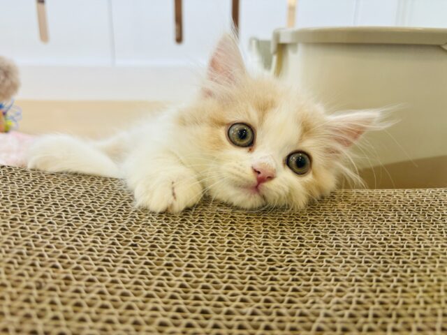 スコティッシュフォールド