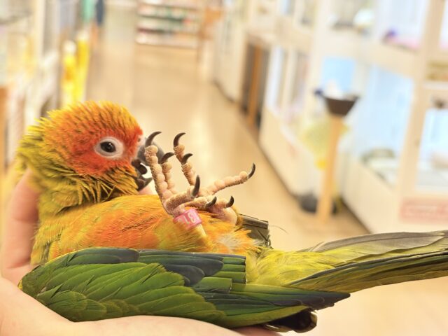 コガネメキシコインコ