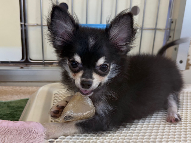 尻尾ブンブン💗嬉しくて嬉しくてもじもじしちゃう🤭チワワの男のコきました🌟