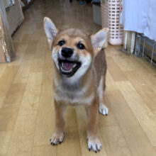 グングン成長中💫キュルキュルな瞳でロックオン💗甘えん坊な柴犬の男のコきました💫