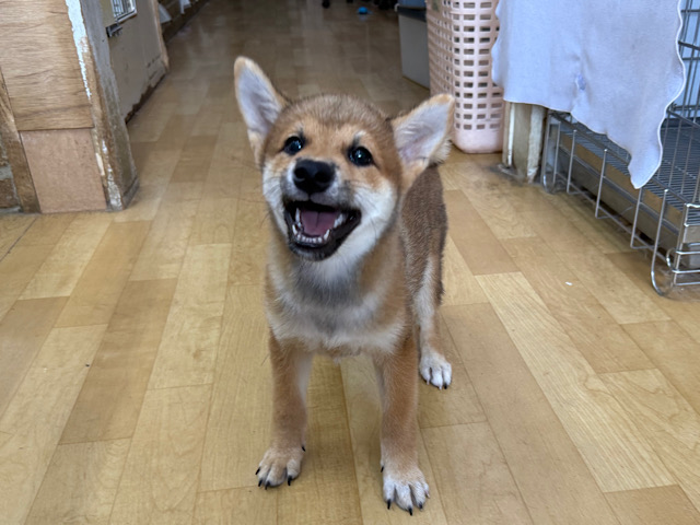 グングン成長中💫キュルキュルな瞳でロックオン💗甘えん坊な柴犬の男のコきました💫